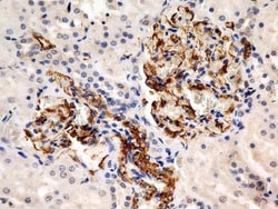 Calnexin Antibody (1C2.2D11) - BSA Free, Novus Biologicals 0.1mg; Unlabeled:Antibodies,