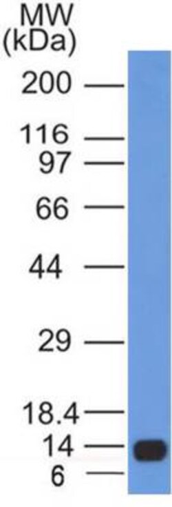 Calnexin Antibody (1C2.2D11) - BSA Free, Novus Biologicals 0.1mg; Unlabeled:Antibodies,