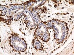 Calnexin Antibody (IE2.1C12) - BSA Free, Novus Biologicals:Antibodies:Primary