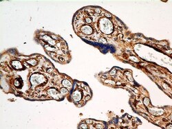 Calnexin Antibody (IE2.1C12) - BSA Free, Novus Biologicals 0.1mg; Unlabeled:Antibodies,
