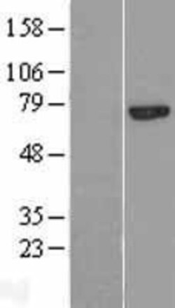Novus Biologicals™ Calpain 13 Overexpression Lysate