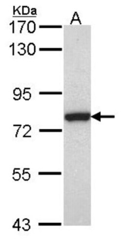 anti-Calpain 2, Polyclonal, Novus Biologicals 0.1mL; Unlabeled:Antibodies,