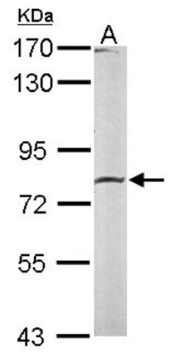 Calpain 2 Antibody, Novus Biologicals 0.1mL; Unlabeled:Antibodies, Polyclonal