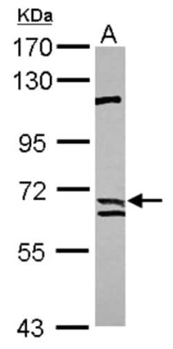 Calpain 9 Antibody, Novus Biologicals 0.1 mL | Buy Online | Novus Biologicals | Fisher Scientific