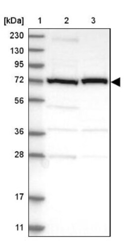 Calpain 2 Antibody, Novus Biologicals 0.1mL; Unlabeled:Antibodies, Polyclonal
