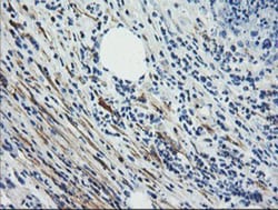 Calponin 2 Antibody (OTI2B5), Novus Biologicals 0.1mL; Unlabeled:Antibodies,