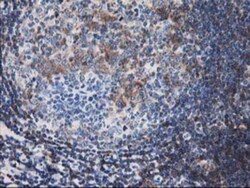 Calponin 2 Antibody (OTI2B5), Novus Biologicals 0.1mL; Unlabeled:Antibodies,