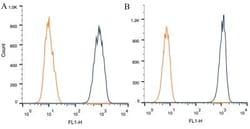 Calreticulin Antibody (1G6A7) - BSA Free, Novus Biologicals:Antibodies:Primary