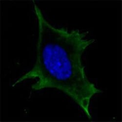 Calreticulin Antibody (1G6A7) - BSA Free, Novus Biologicals:Antibodies:Primary