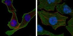 Calreticulin Antibody (1G6A7) - BSA Free, Novus Biologicals:Antibodies:Primary