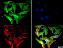 Calreticulin Antibody (1G6A7) - BSA Free, Novus Biologicals:Antibodies:Primary