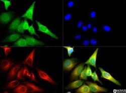 anti-Calreticulin, Polyclonal, Novus Biologicals 0.025mL; Unlabeled, Quantity: