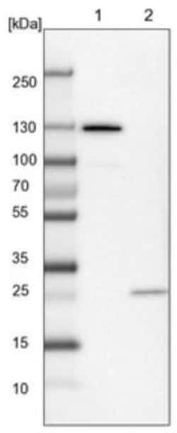 Calsyntenin-1 Antibody, Novus Biologicals:Antibodies:Primary Antibodies