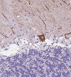 Calsyntenin-2 Antibody, Novus Biologicals 0.1mL; Unlabeled:Antibodies,