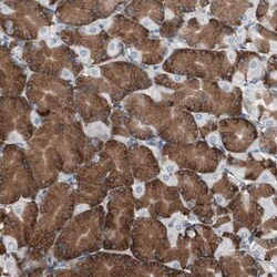 Calumenin Antibody, Novus Biologicals 0.1mL; Unlabeled:Antibodies, Polyclonal