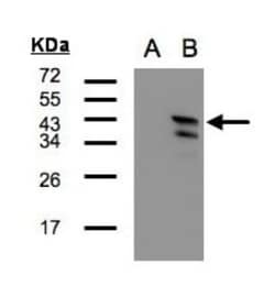 CAMKID Antibody, Novus Biologicals 0.1 mL | Buy Online | Novus Biologicals | Fisher Scientific