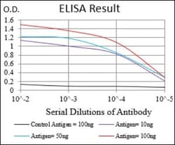 CaM Kinase II gamma Antibody (6A4A10) - BSA Free, Novus Biologicals 0.025