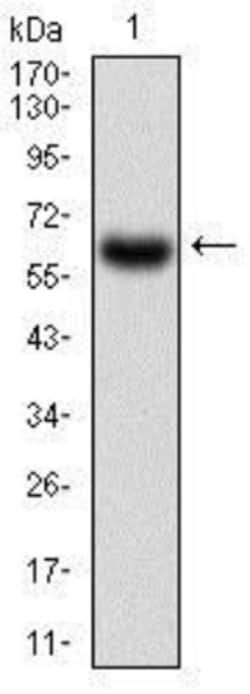CaM Kinase II gamma Antibody (6A4A10) - BSA Free, Novus Biologicals 0.025