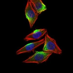 CaMKIV Antibody (8C5B8) - BSA Free, Novus Biologicals 0.1mL; Unlabeled:Antibodies,