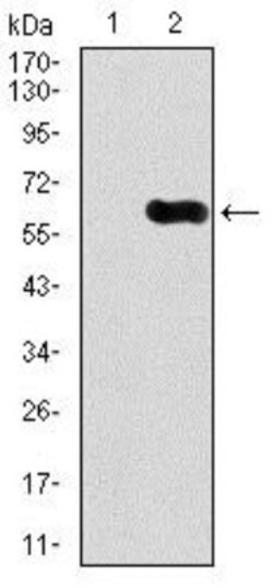 CaMKIV Antibody (8C5B8) - BSA Free, Novus Biologicals 0.1mL; Unlabeled:Antibodies,