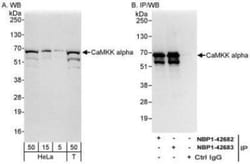 CaMKK alpha Antibody, Novus Biologicals 0.1mL; Unlabeled:Antibodies, Polyclonal