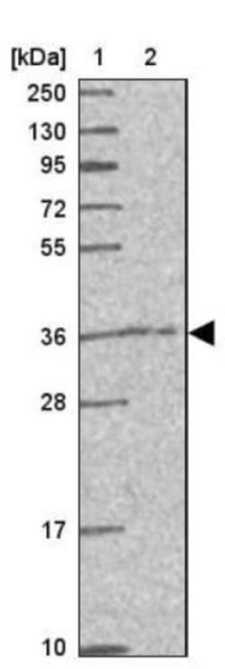 CAMLG Antibody, Novus Biologicals 25 &mu;L, Unlabeled:Antibodies, Polyclonal