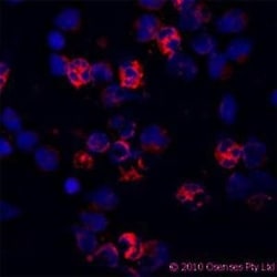 CAMP/Cathelicidin Antibody (OSX12), Novus Biologicals 0.025mg; Unlabeled:Antibodies,