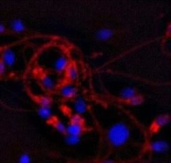 CAMP/Cathelicidin Antibody (OSX12), Novus Biologicals 0.025mg; Unlabeled:Antibodies,
