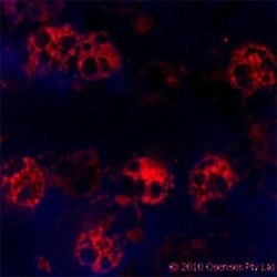 CAMP/Cathelicidin Antibody (OSX12), Novus Biologicals 0.025mg; Unlabeled:Antibodies,