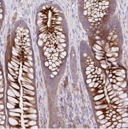 CAPC/ LRRC26 Antibody, Novus Biologicals:Antibodies:Primary Antibodies