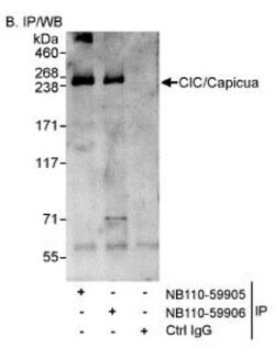 Capicua Antibody - BSA Free, Novus Biologicals:Antibodies:Primary Antibodies