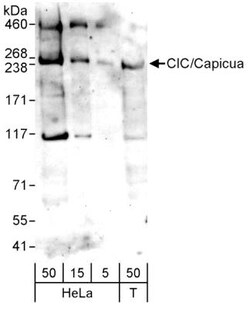 Capicua Antibody - BSA Free, Novus Biologicals:Antibodies:Primary Antibodies