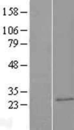 Novus Biologicals&trade;&nbsp;CAPSL Overexpression Lysate