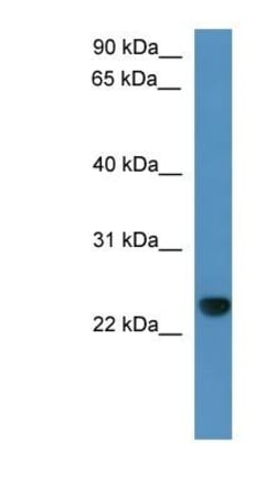 CAPSL Antibody, Novus Biologicals:Antibodies:Primary Antibodies