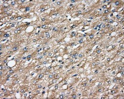 CAPZA1 Antibody (OTI2G4), Novus Biologicals 0.1mL; Unlabeled:Antibodies,