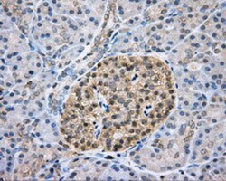 CAPZA1 Antibody (OTI2G4), Novus Biologicals 0.1mL; Unlabeled:Antibodies,