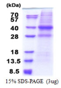 Novus Biologicals&trade;&nbsp;Recombinant Human CAPZA2 His Protein