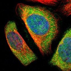 Septin-7 Antibody, Novus Biologicals:Antibodies:Primary Antibodies