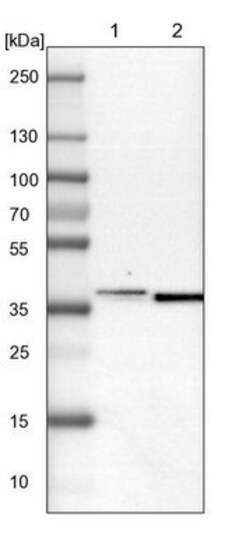 Septin-7 Antibody, Novus Biologicals:Antibodies:Primary Antibodies