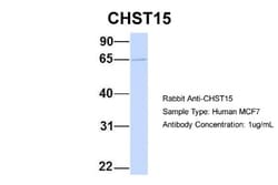 Carbohydrate Sulfotransferase 15/CHST15 Antibody, Novus Biologicals 0.05mg;