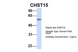 Carbohydrate Sulfotransferase 15/CHST15 Antibody, Novus Biologicals 0.05mg;