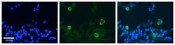 Carbonic Anhydrase IV/CA4 Antibody, Novus Biologicals 0.05mg; Unlabeled:Antibodies,