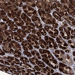 carboxylesterase 4A Antibody, Novus Biologicals 0.1mL; Unlabeled:Antibodies,