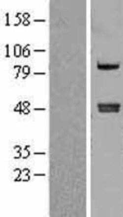 Novus Biologicals&trade;&nbsp;Carboxypeptidase A4/CPA4 Overexpression Lysate