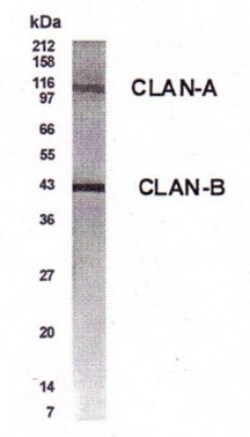 CARD12 Antibody - BSA Free, Novus Biologicals 0.025 mg; Unconjugated:Antibodies,