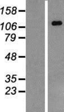 Novus Biologicals&trade;&nbsp;CARD12 Overexpression Lysate