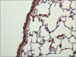 CARD12 Antibody - BSA Free, Novus Biologicals:Antibodies:Primary Antibodies