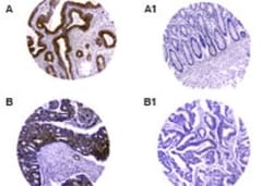 CARD8 Antibody, Novus Biologicals:Antibodies:Primary Antibodies