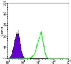 Carm1 Antibody (3H2), Novus Biologicals:Antibodies:Primary Antibodies