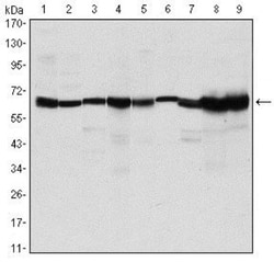 Carm1 Antibody (3H2), Novus Biologicals:Antibodies:Primary Antibodies